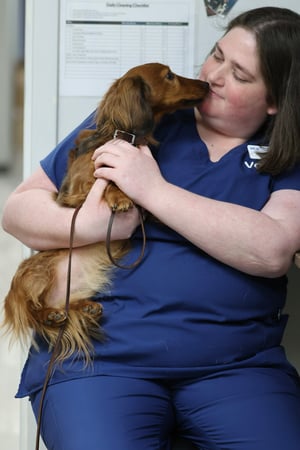 Images VCA Marshalltown Animal Hospital - CLOSED