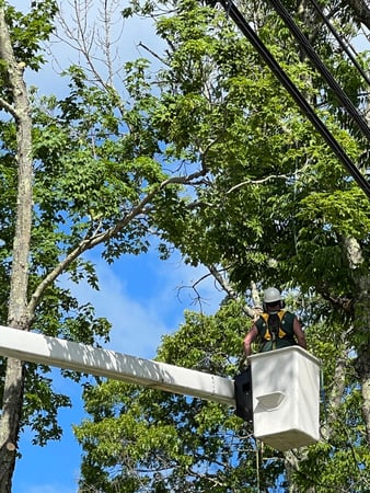 Images Yankee Tree Service