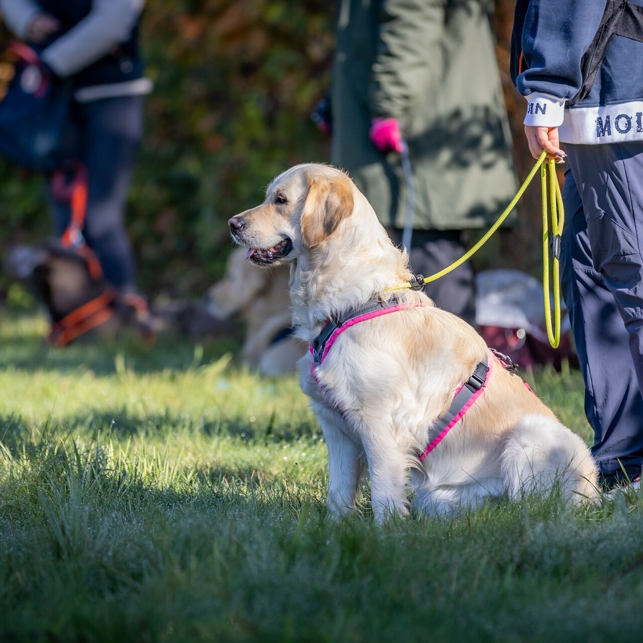 Hundetraining Zum Dream-Team in Castrop-Rauxel