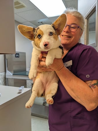 Images VCA Smoketown Animal Hospital