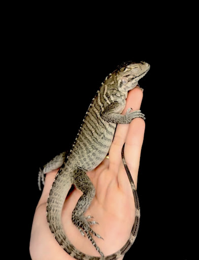 Images Cold Blooded Kingdom