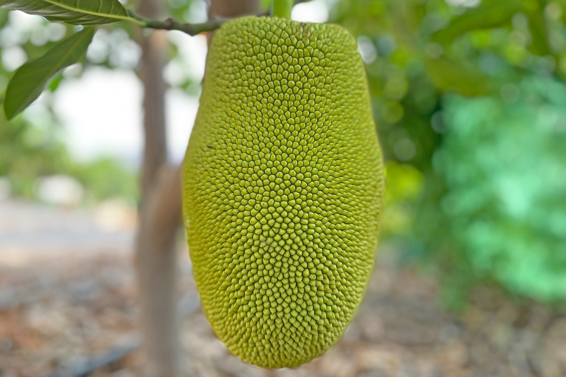 Images Finca Durian