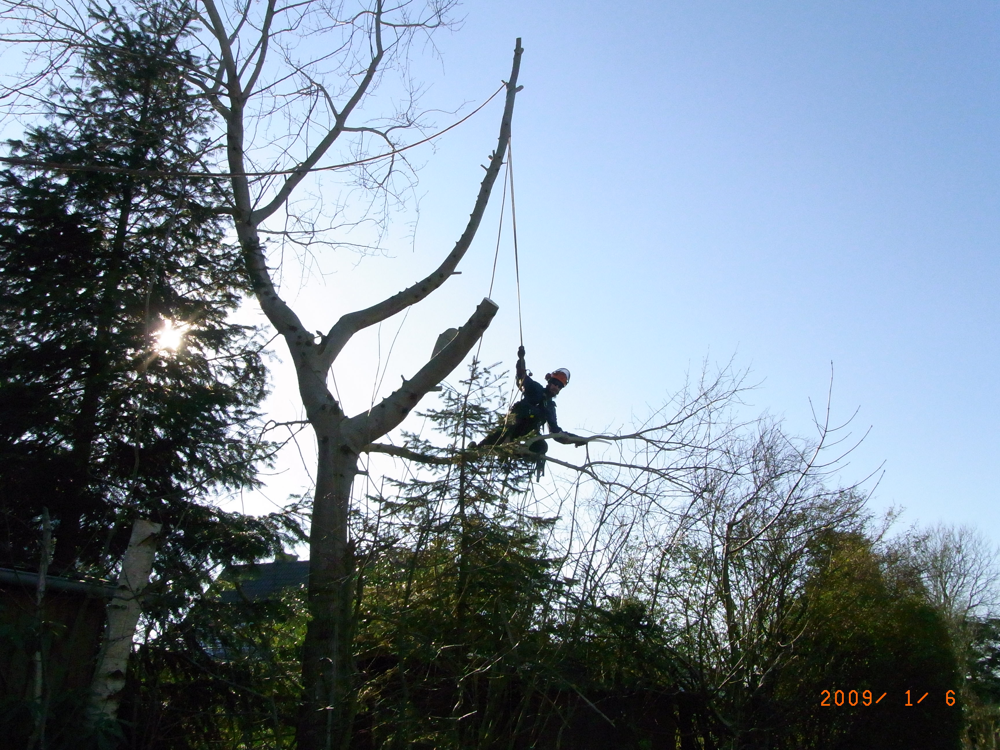 Baum Fällung mit Seilklettertechnik