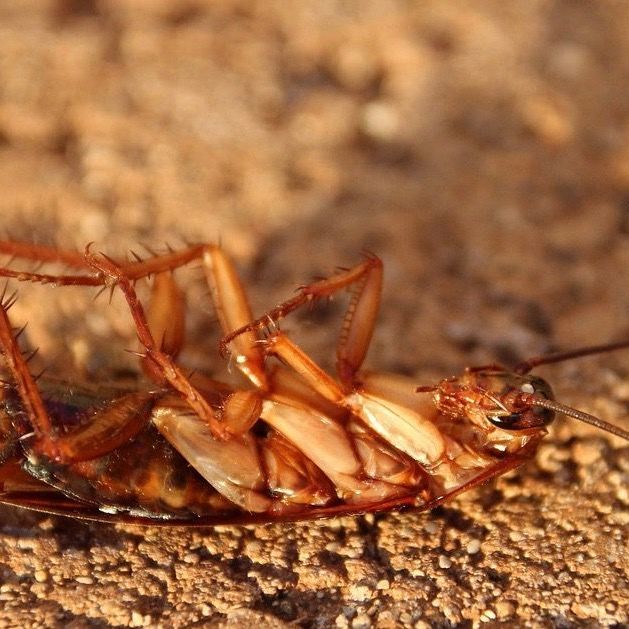 Roach control services