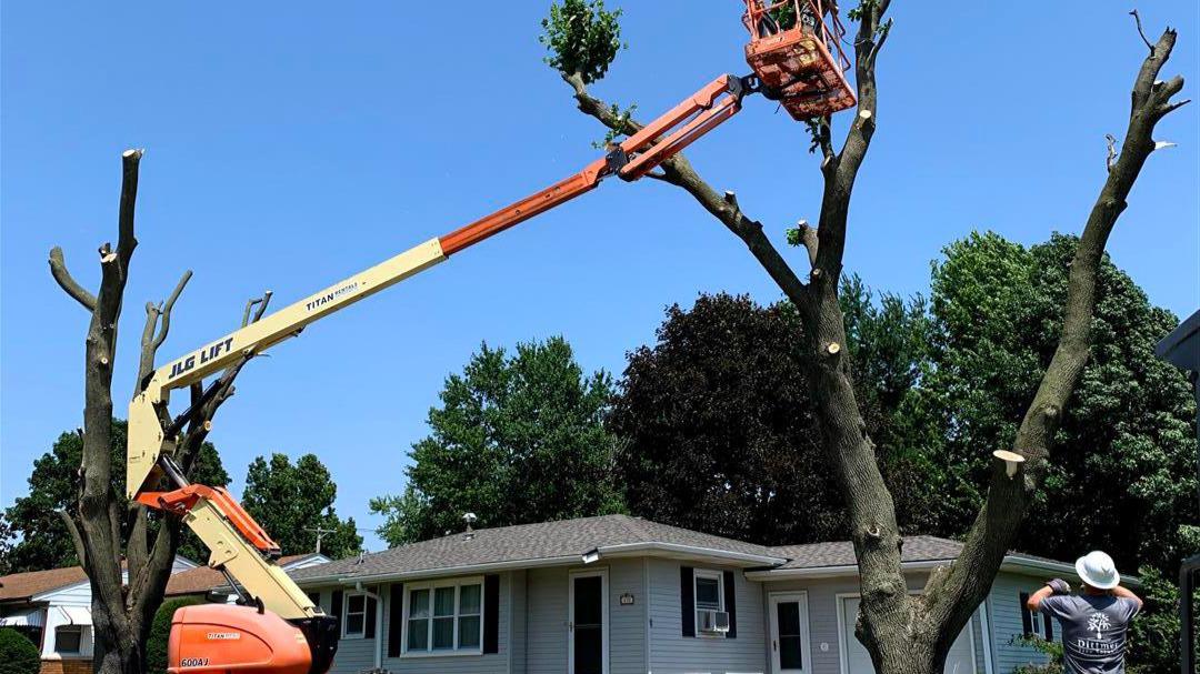 When you want the best for your trees, trust Dittmer Tree Service to deliver unmatched quality and expertise. Our team of highly trained professionals is dedicated to providing the highest level of tree care and services to our customers. With our attention to detail, commitment to safety, and passion for trees, we strive to exceed expectations and ensure the health and beauty of your trees for years to come.