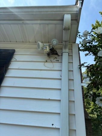 Images Lighthouse Exterminators