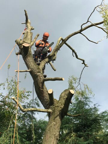 Images EW Tree Services