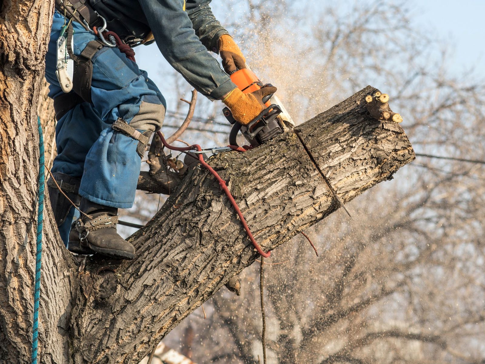 Rushton Tree Service