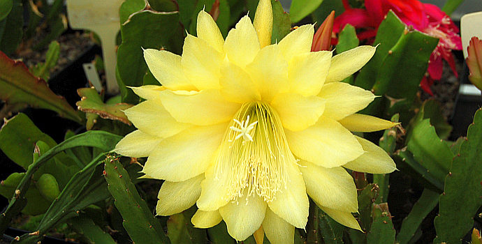 Epiphyllum Hybr. Yellow Gem