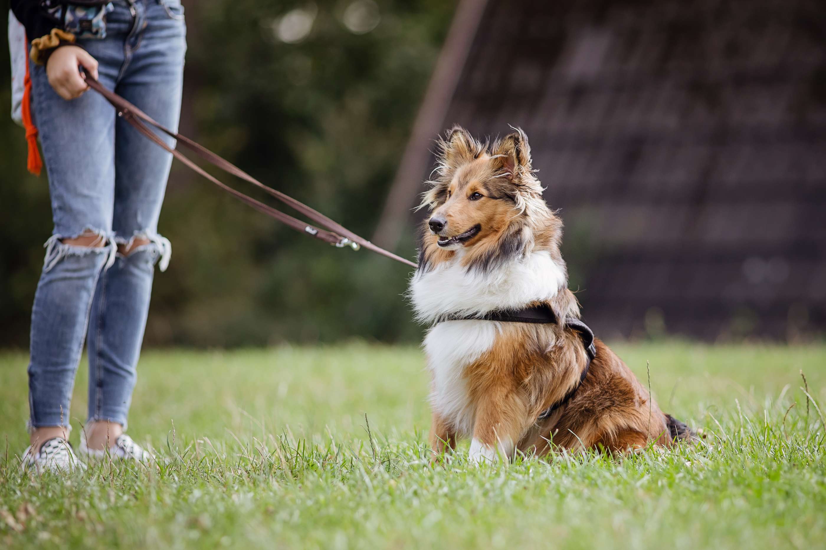 Hundeschule DogGeeks® TonCane: Online & Mobil, Voßbarg 23 in Seevetal