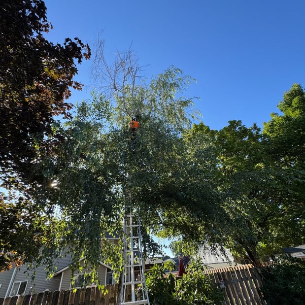 Images Alexa's Tree Service