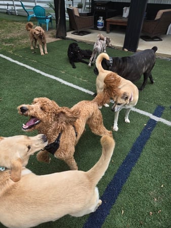 Images Wag Watchers DayCare & Spa