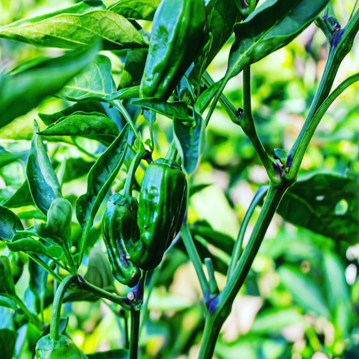 Images Chilli Mash Company