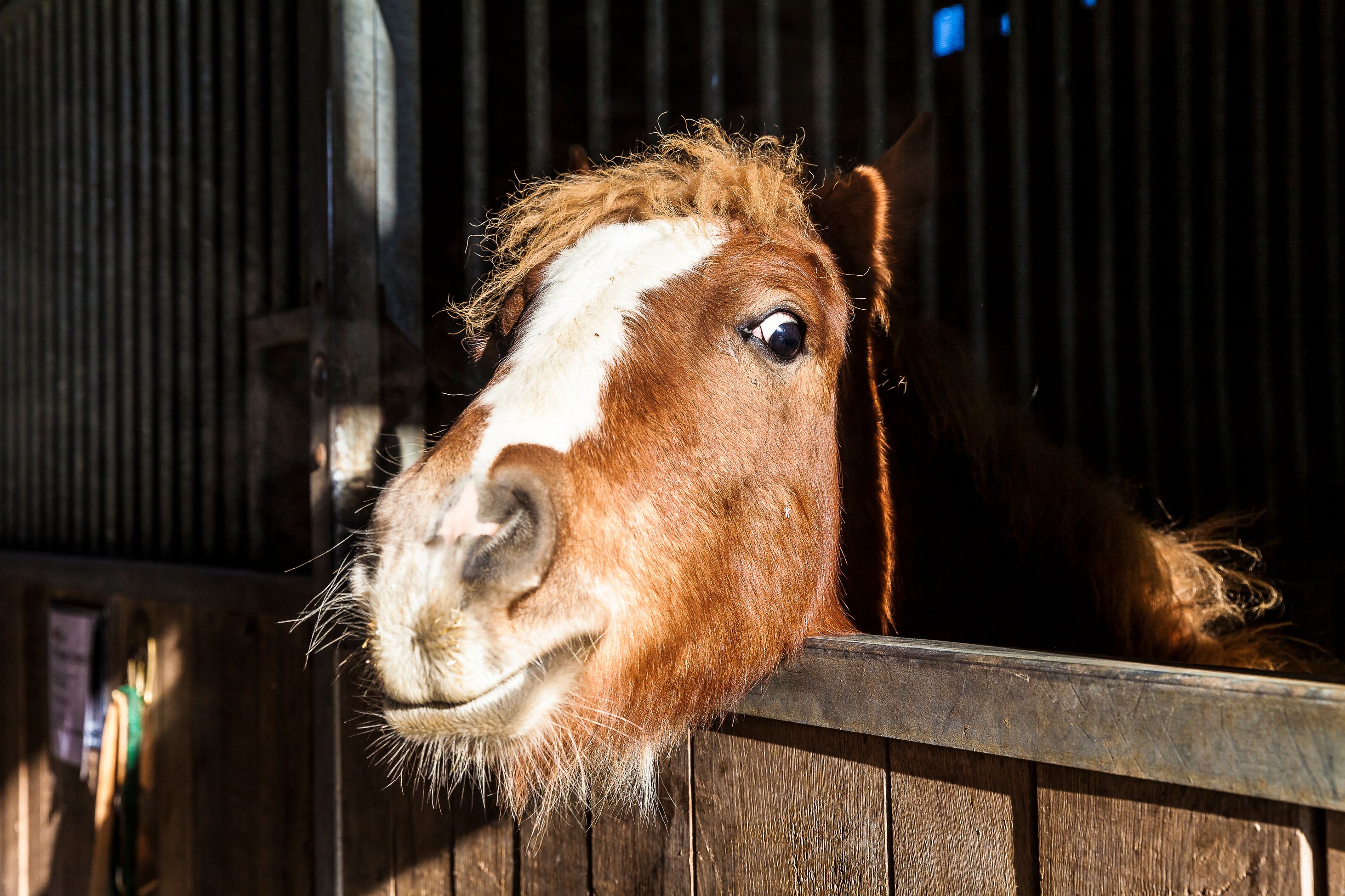 Bilder Tierklinik24