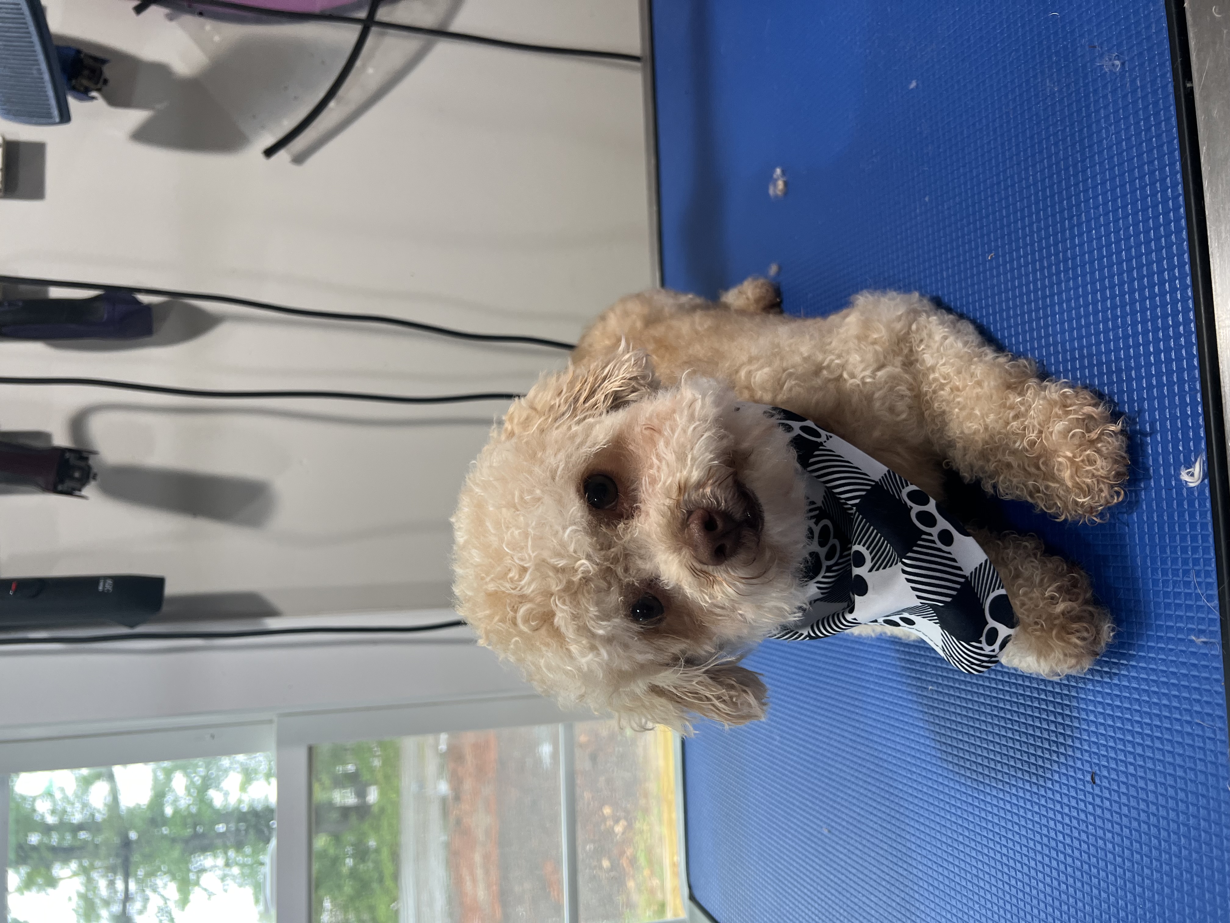 Dog Grooming