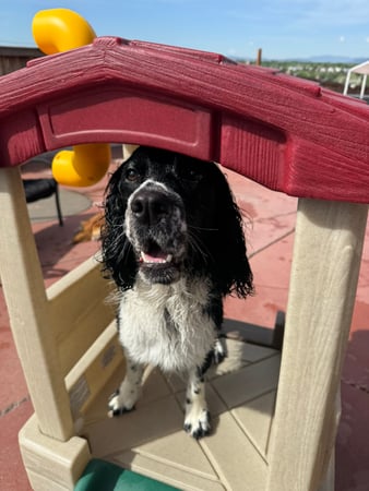 Images VCA Mountainview Animal Hospital & Pet Lodge