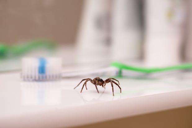Images Aim Pest Solutions