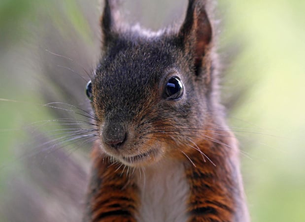 Images Omega Animal Removal Dallas