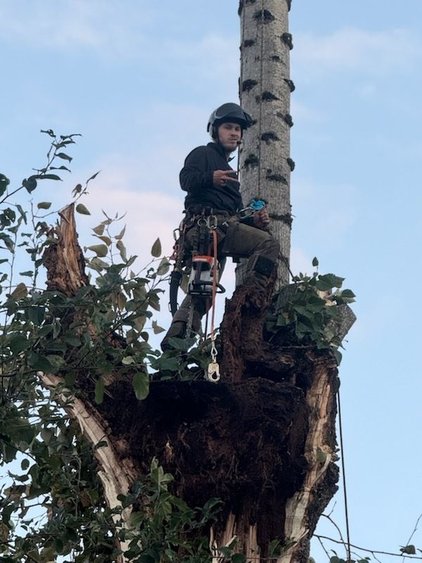 A climber in a helmet and full rigging stands atop a large hollow, decayed tree trunk while flashing a peace sign, with a tall bare snag rising behind him.