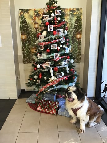 Images VCA West Los Angeles Animal Hospital
