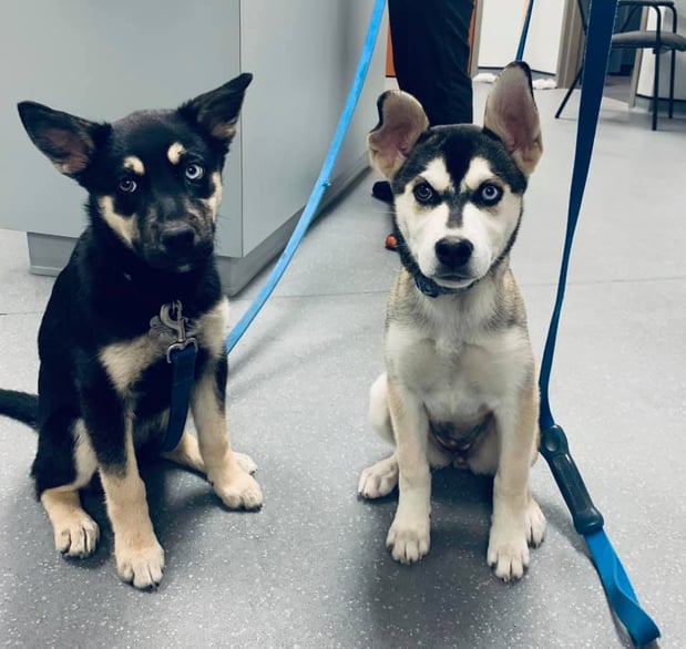 Images West Side Veterinary Hospital