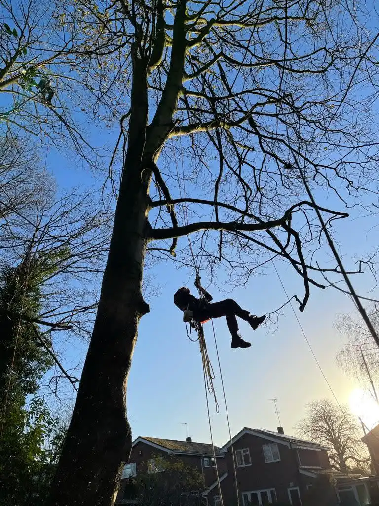 Images Tree Wise Men Warwickshire Ltd