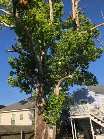 Images Tree Tech of Louisiana