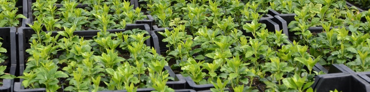 Gärtnerei und Baumschule - Borner Pflanzen, Almuesenacherstrasse in Mägenwil
