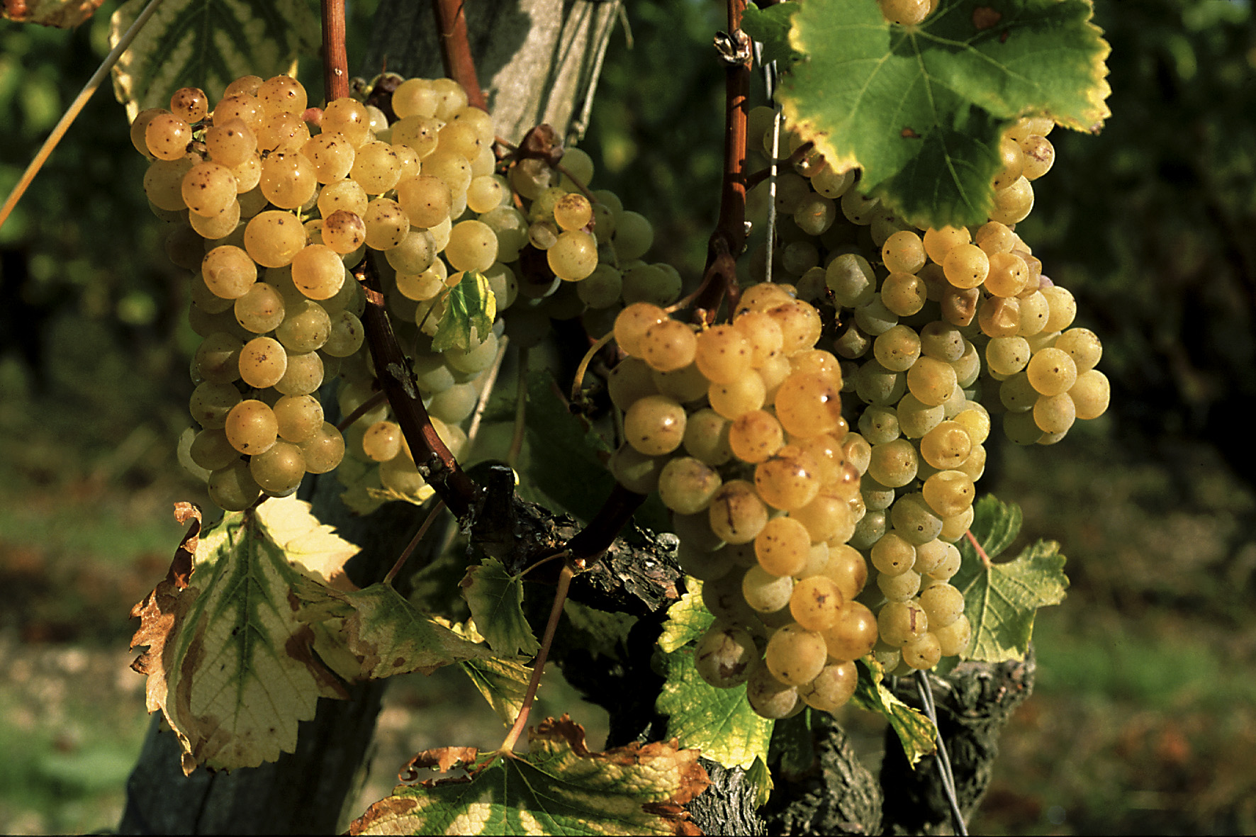 Recolte Domaine de la Gauche