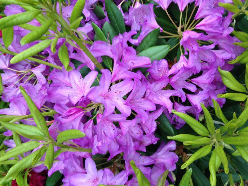 Images Ahosen Taimisto