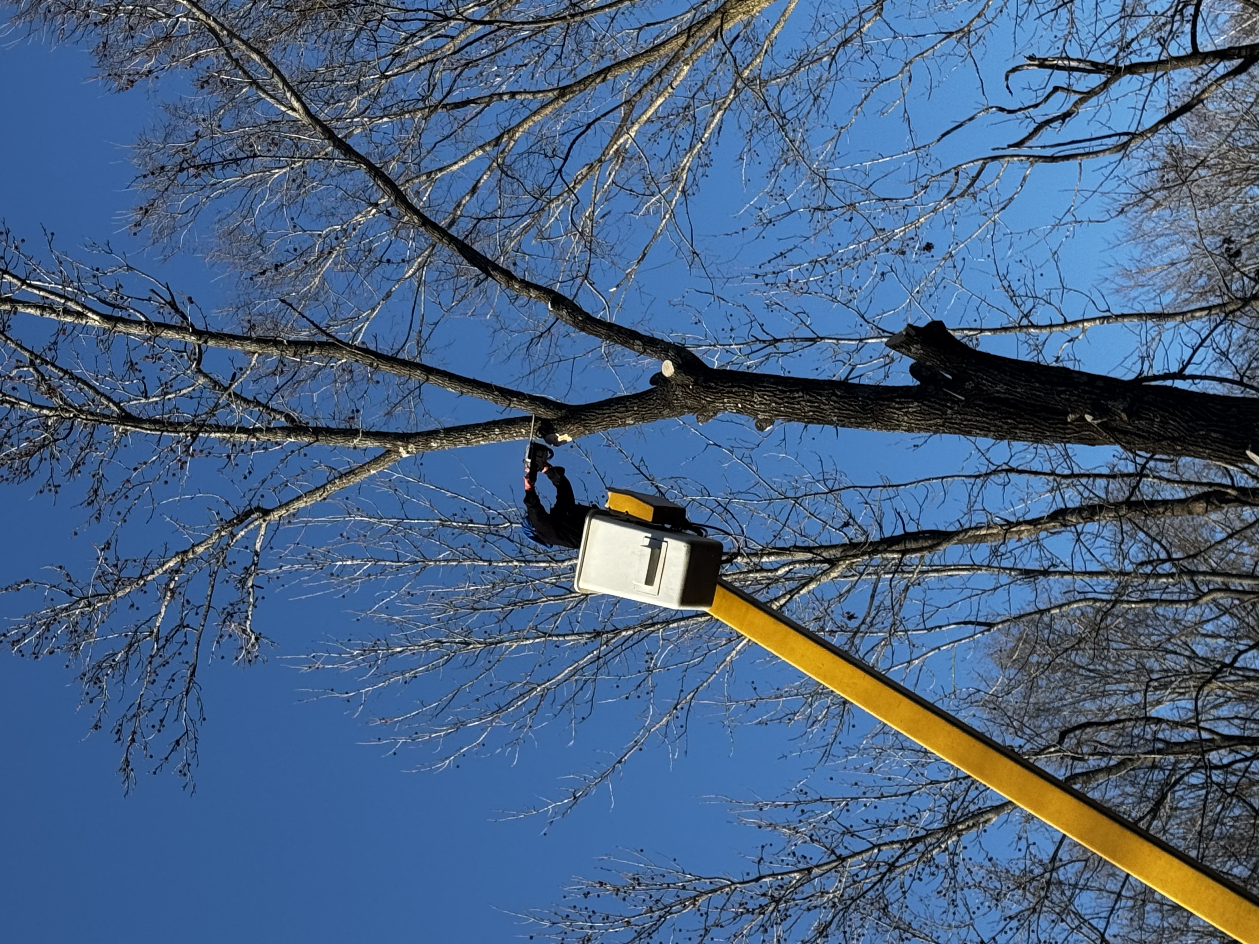 Affordable Lawn Care Image