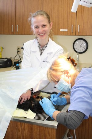 Images VCA Westmoreland Animal Hospital