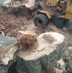 Stump removal

Stump grinding