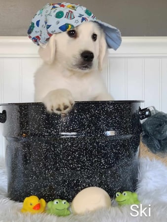 Images Elite White Goldens