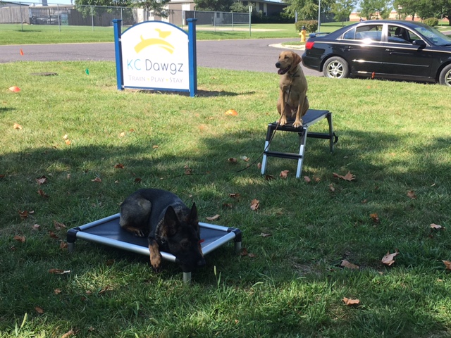 Images KC Dawgz Dog Training Academy