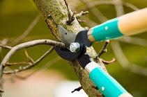 Tree Service Columbus Ohio