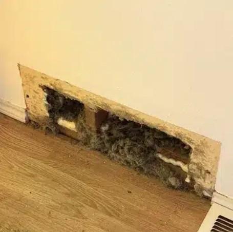 Images Master's Touch Carpet Care