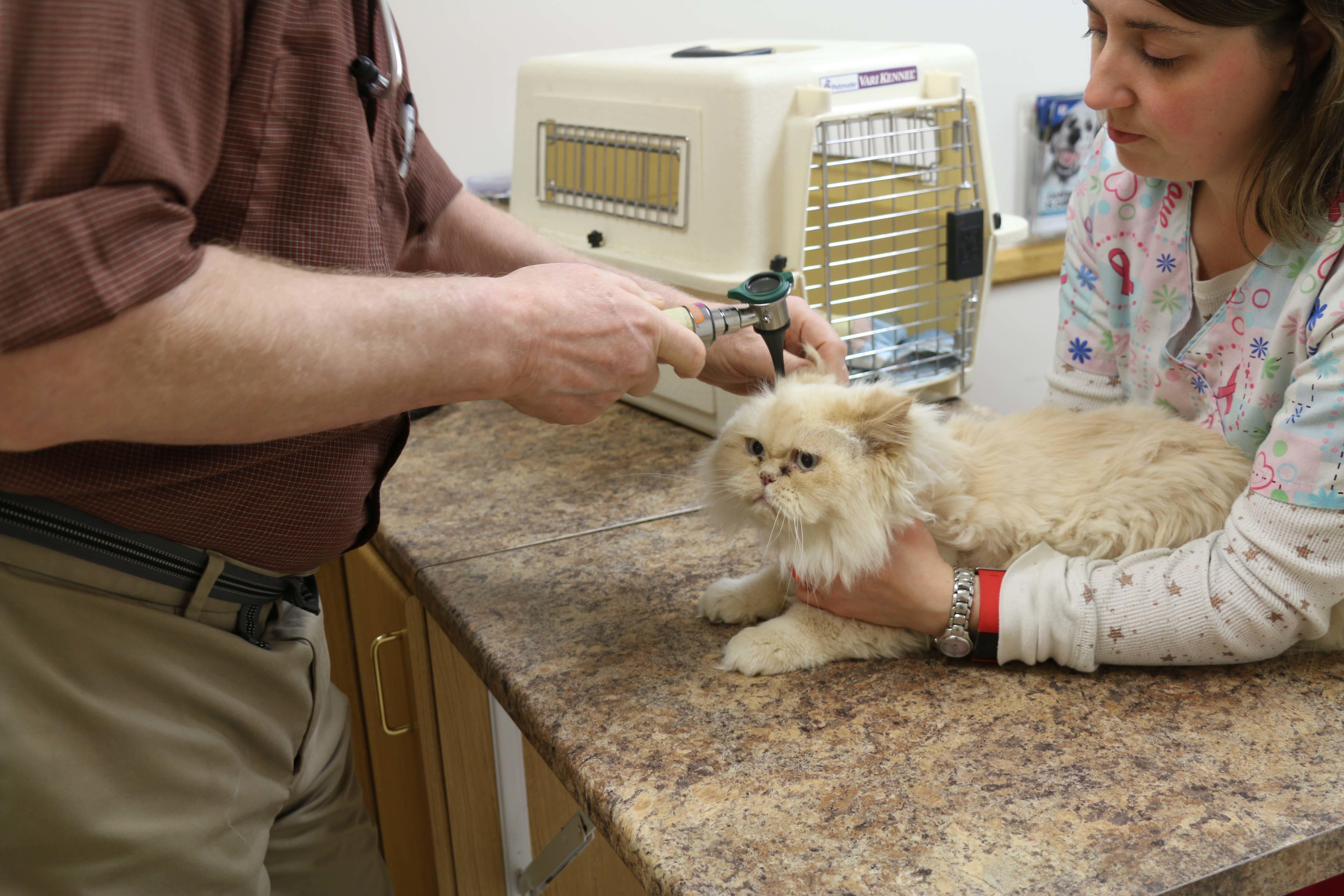 Preventive care can add years to your pet's life! One way we effectively prevent disease and illness is in the exam room, where we perform comprehensive nose-to-tail physical examinations.