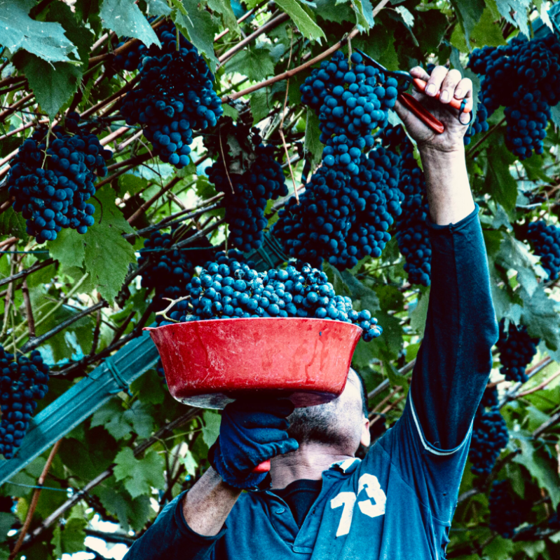 Images Cantina Delaiti Il Vino in Musica