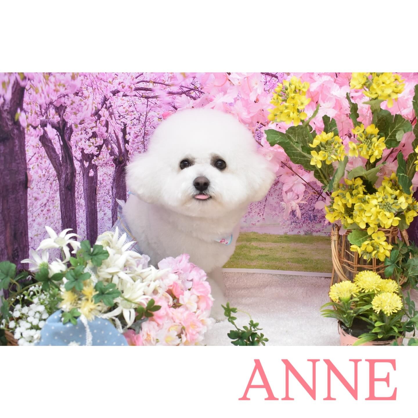 Images わんわんスタイルANNE