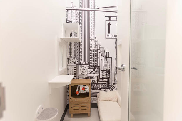 Images Cozy Cat Suites