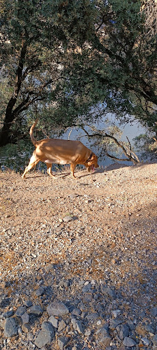 Images Veterinario A Domicilio