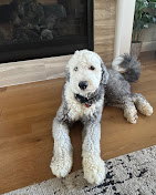 Images Dog Pawpa K9 Connection