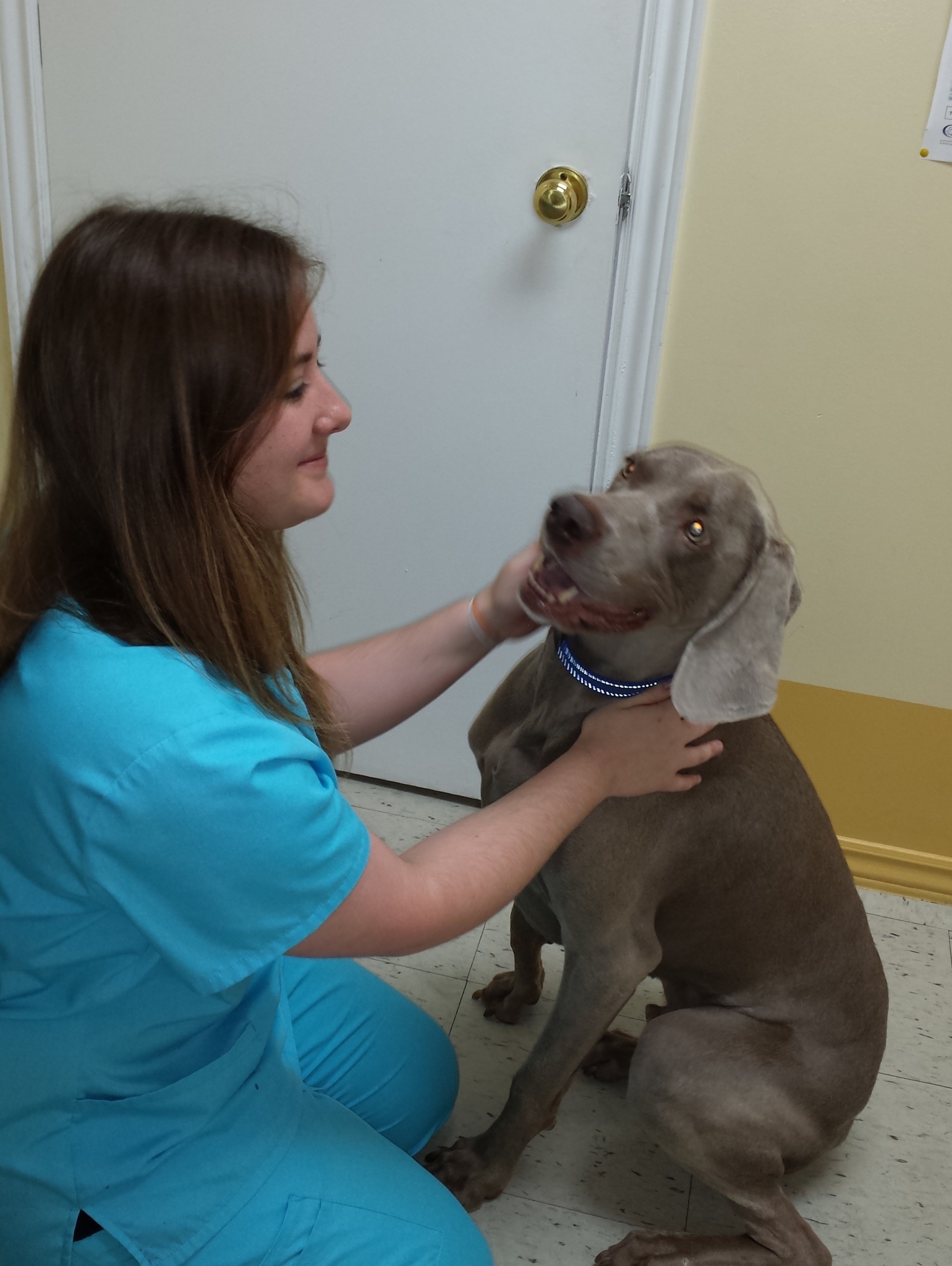 BloorKipling Animal Clinic in Etobicoke, 3804 Bloor St W