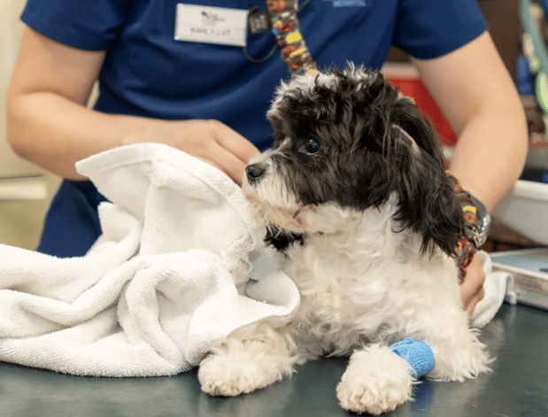 Images Oak Forest Veterinary Hospital