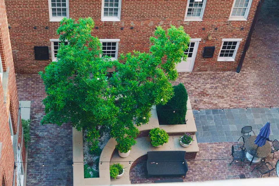 Archer Hotel Old Town Alexandria Patio Tree