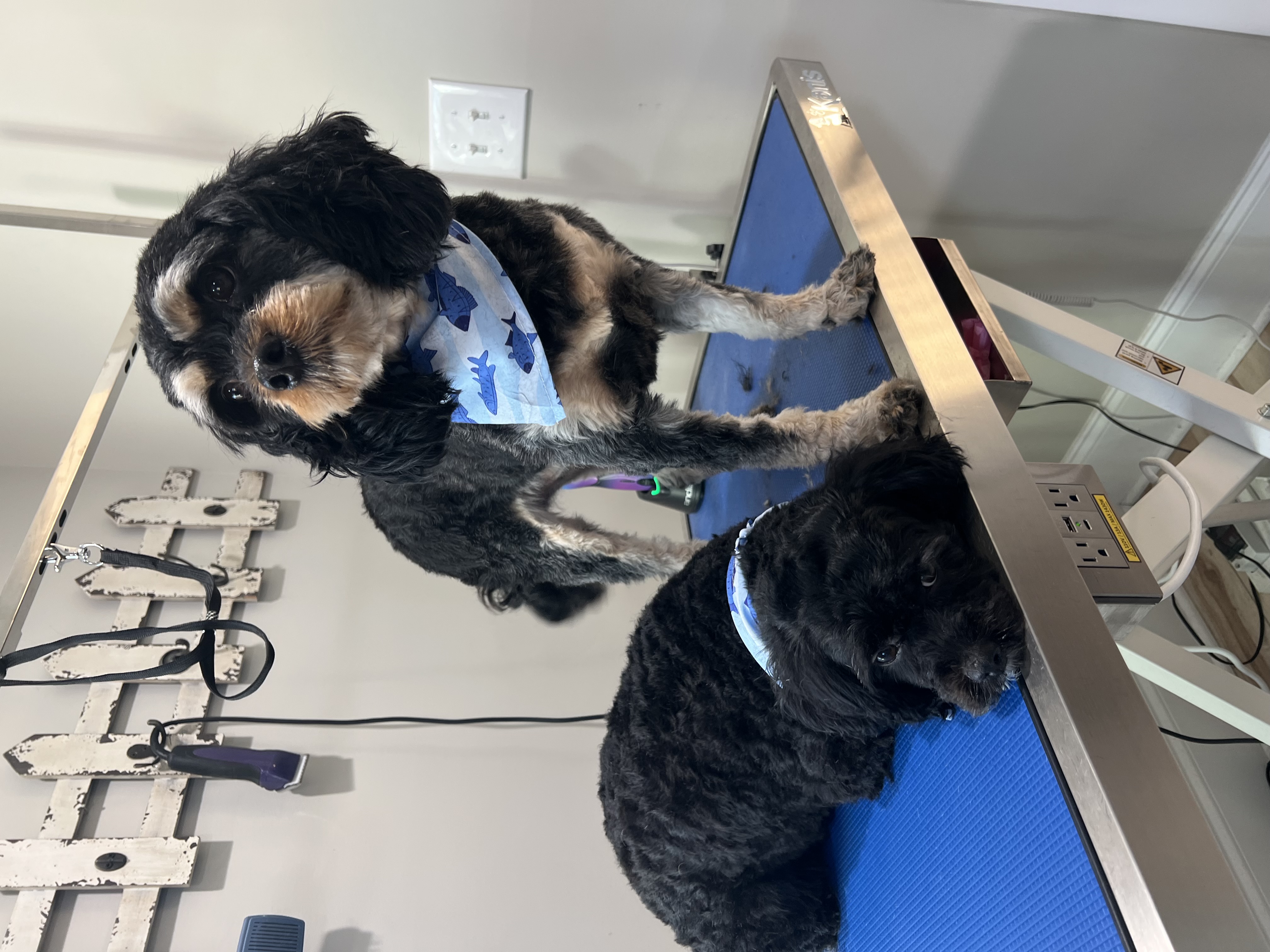 Dog Grooming