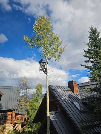 Images H & S Tree Care