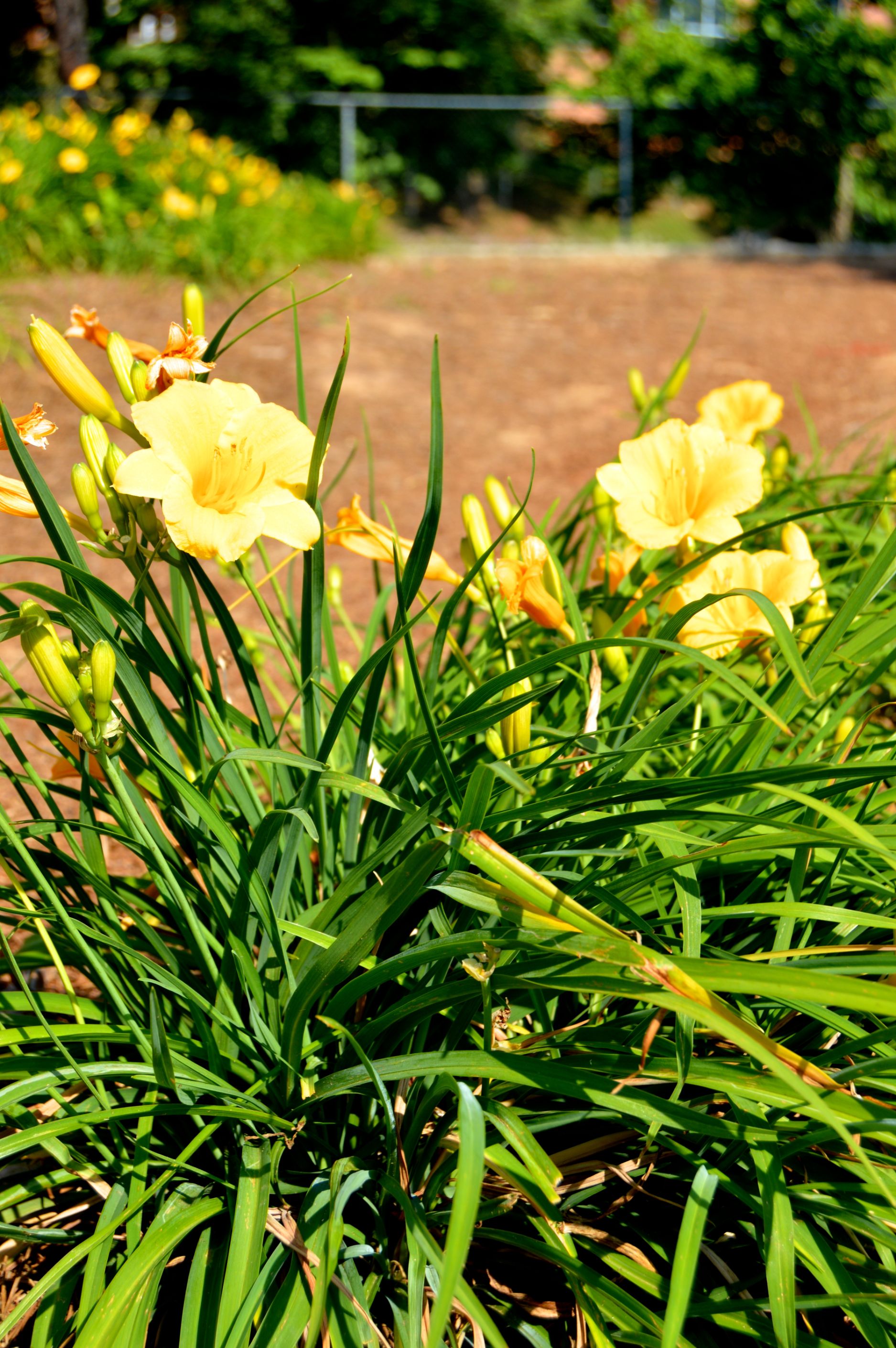 University Garden Photo