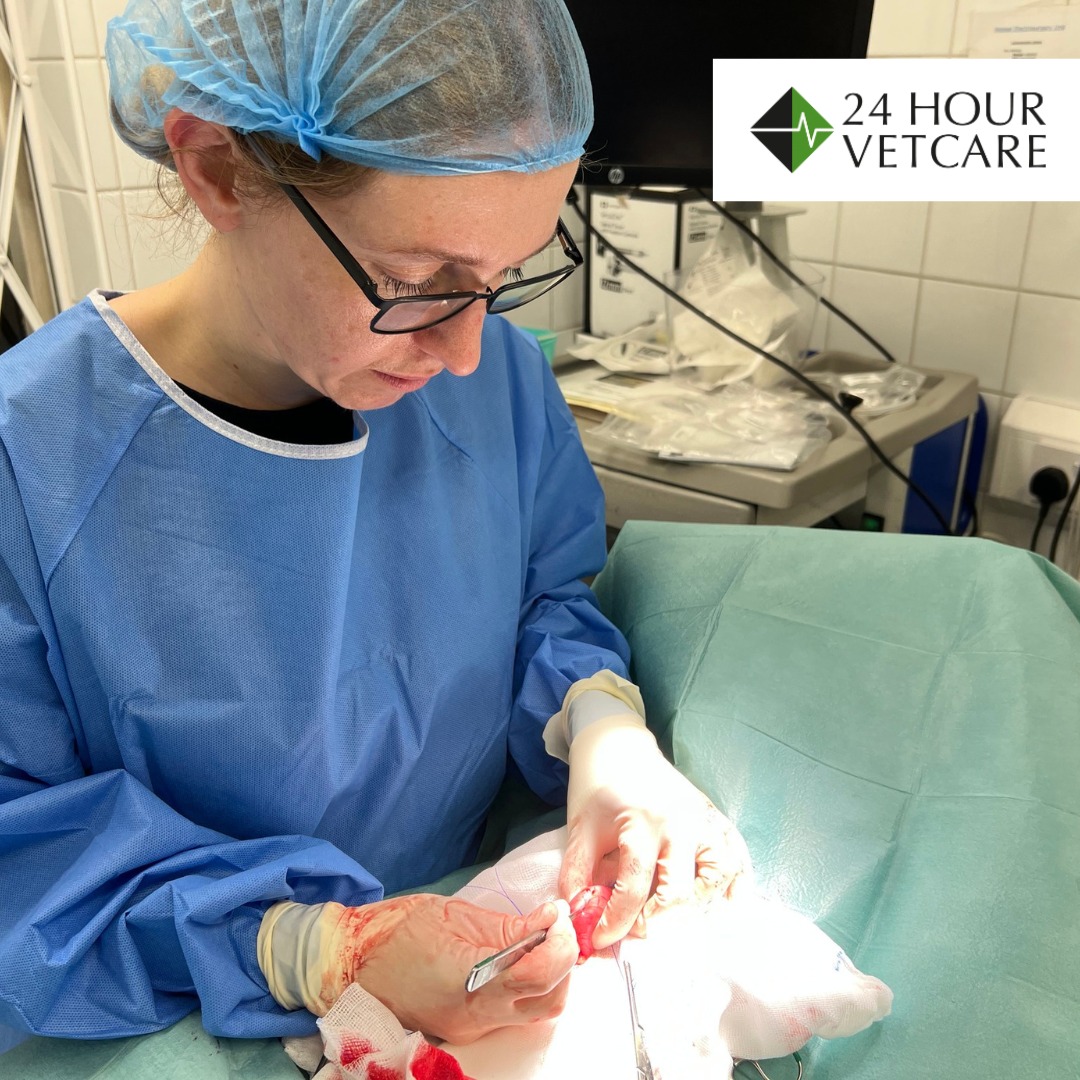 Images Streatham Hill Veterinary Surgery